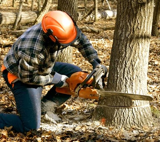 Tree Removal in Holgate, OH
